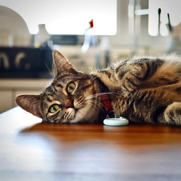 Top GPS chat : un suivi précis et facile